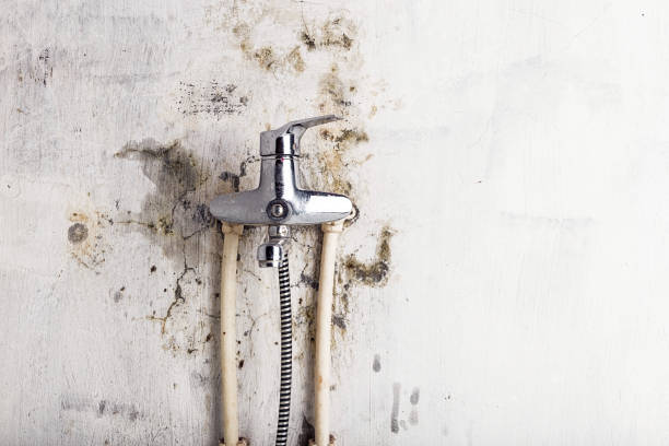 Best Home Mold Removal  in Statesville, NC
