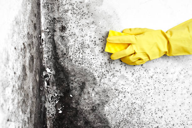 Best Commercial Mold Removal  in Statesville, NC