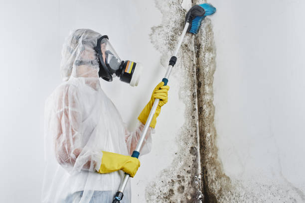 Best Affordable Mold Removal  in Statesville, NC
