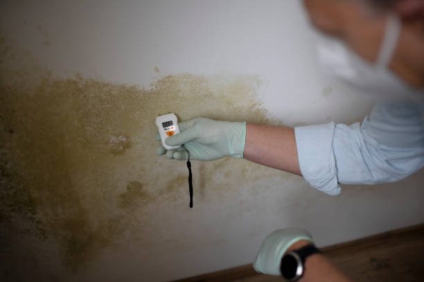 Best Mold Remediation Experts  in Statesville, NC