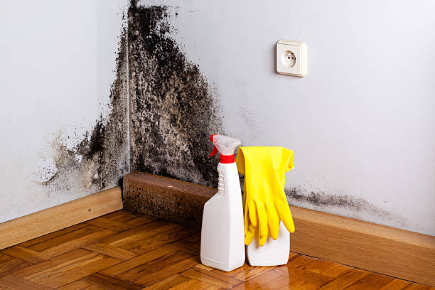 Professional Mold Removal in Statesville, NC